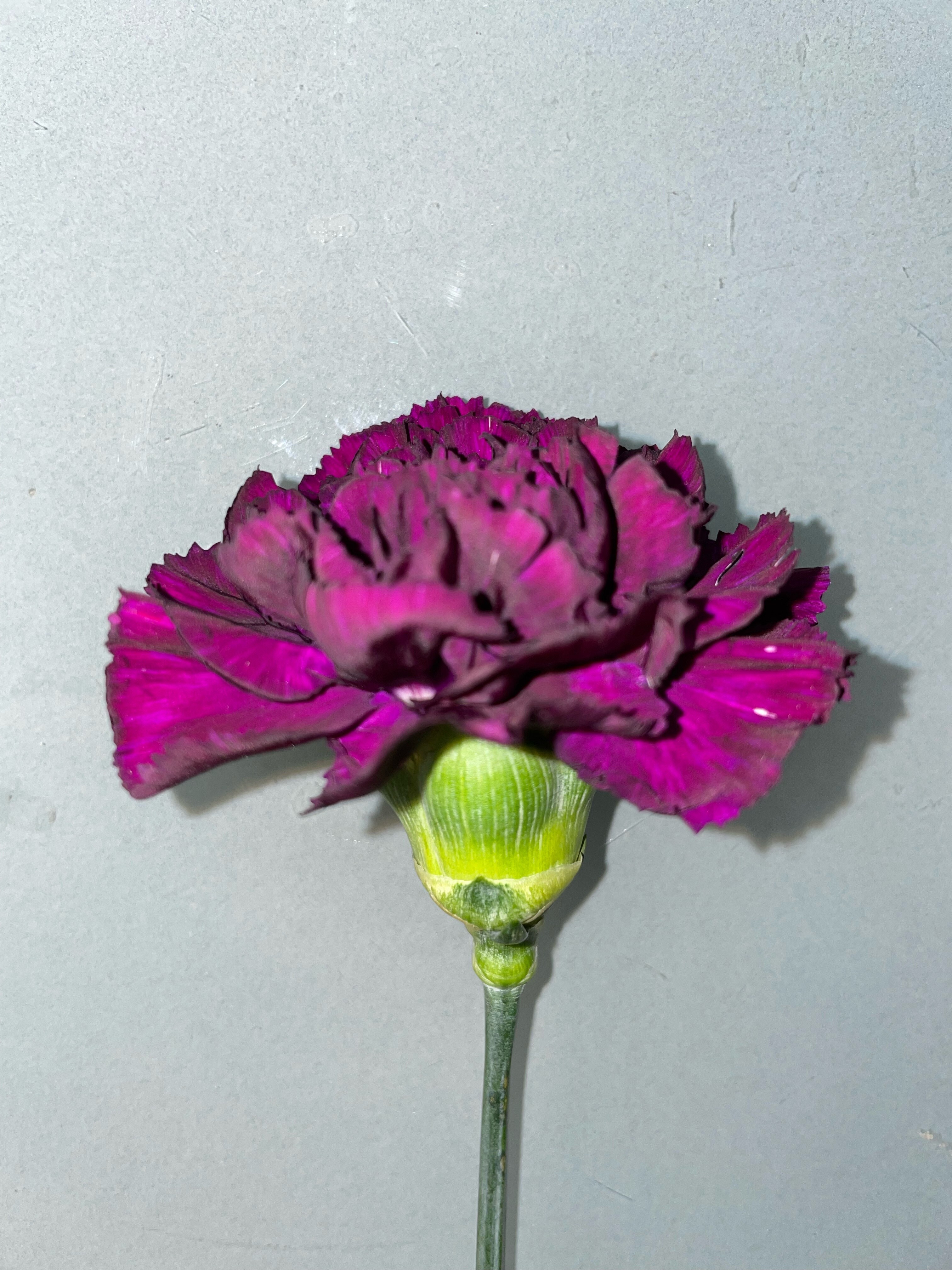 Dark Purple Carnation